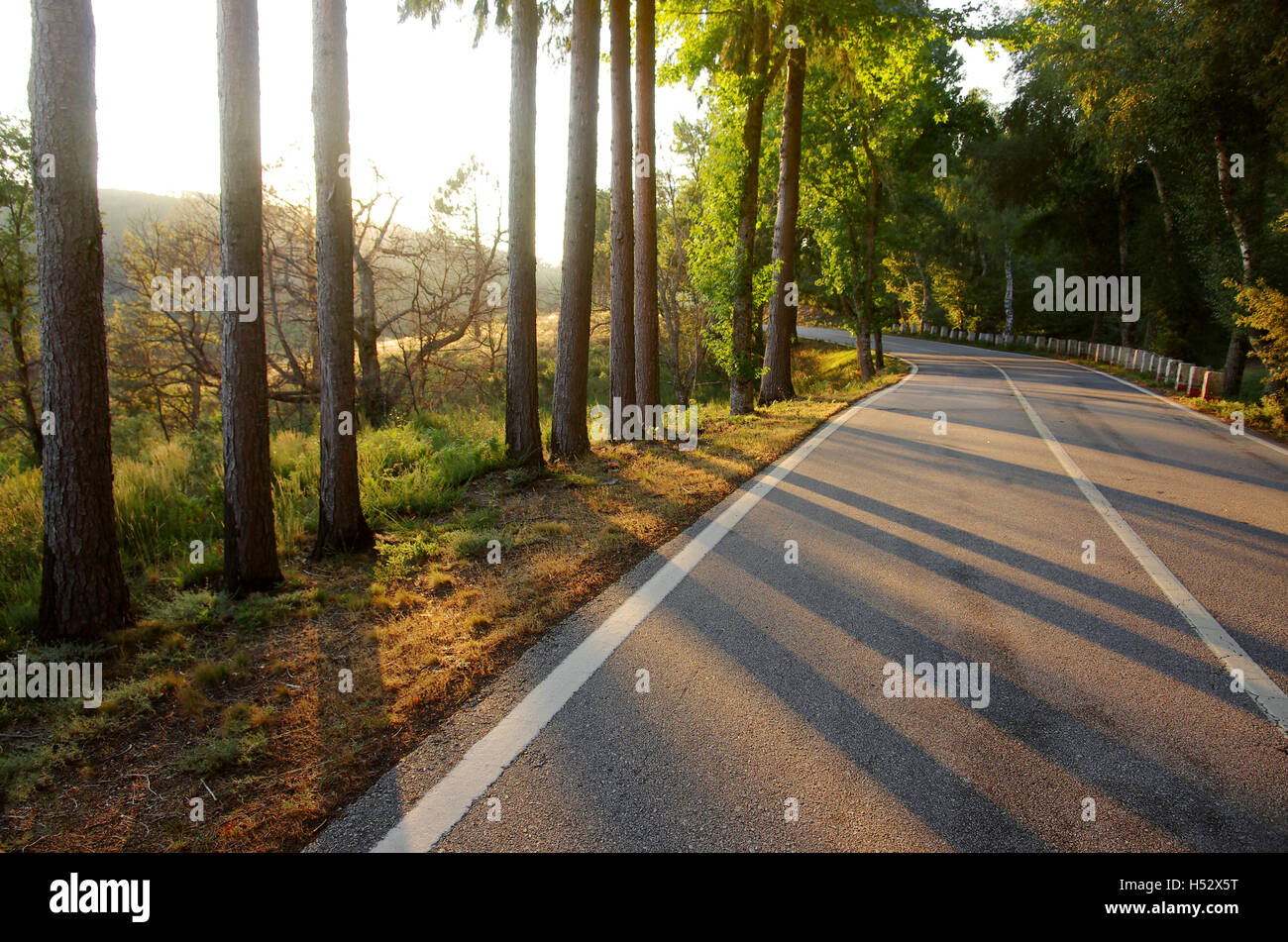 Straße in den Hügeln mit Bäumen Ameise lange Schatten bei Sonnenuntergang Stockfoto