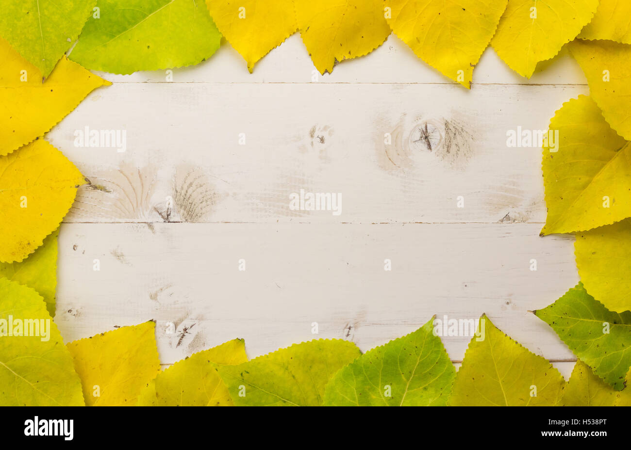 Rahmen von bunten Herbstlaub in gelb und grün auf einem weißen Holztisch Stockfoto