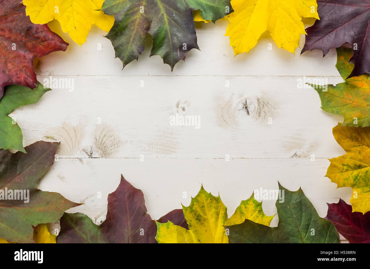 Rahmen von bunten Herbstlaub in gelb, grün und braun auf einem weißen Holztisch Stockfoto