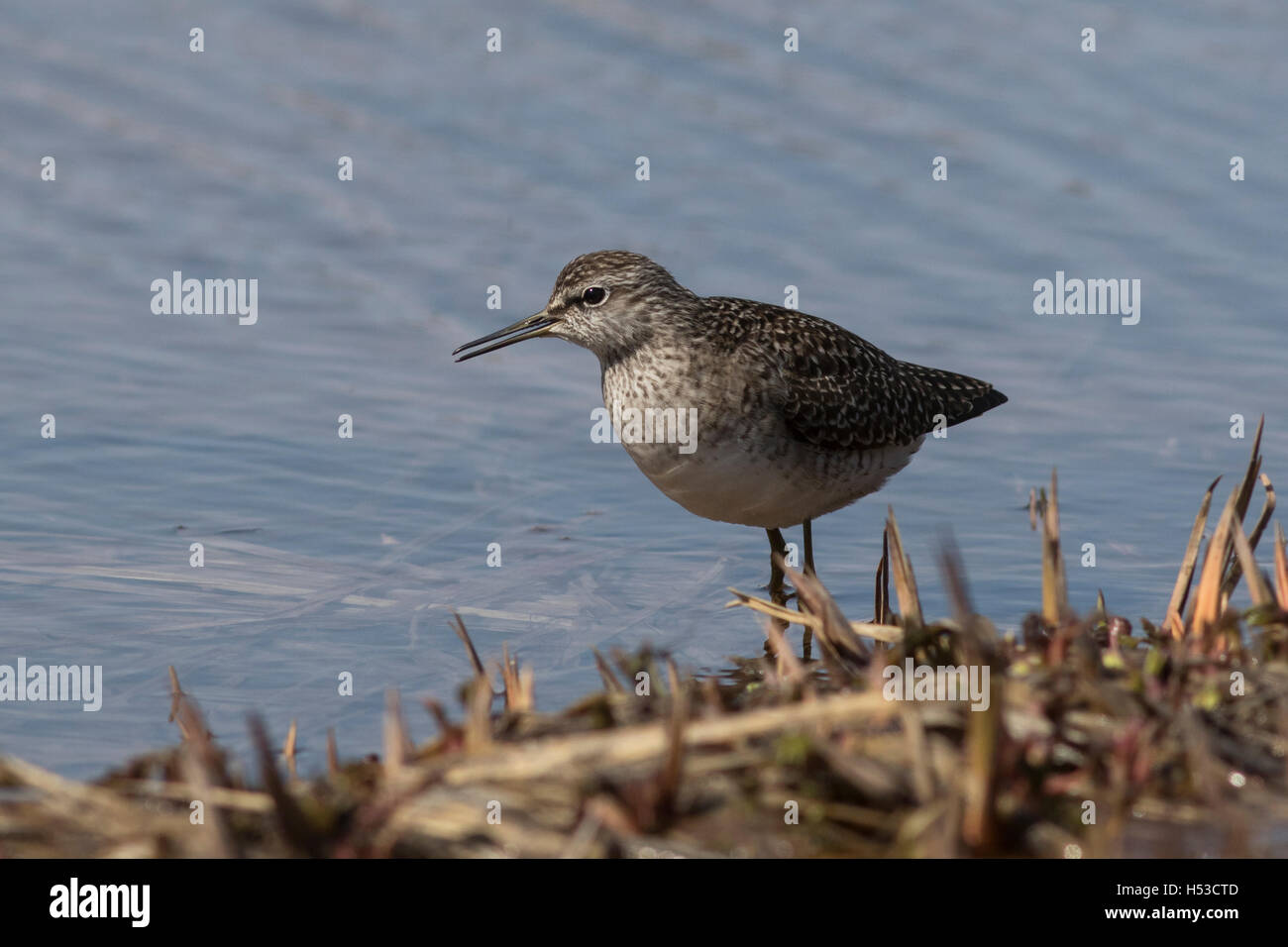 Bruchwasserläufer steht am Ufer des Flusses unter dem Rasen Stockfoto