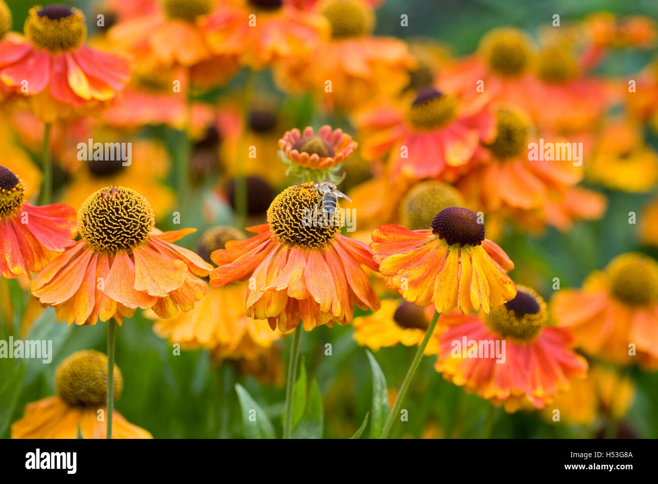 Helenium "Sahin frühen Blumen". Sneezeweed Blumen in einem krautigen Grenze. Stockfoto