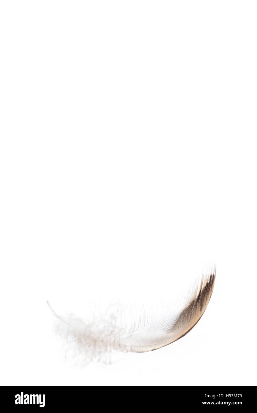 Einsamer Feder in den Himmel, Symbol der Weichheit Stockfoto