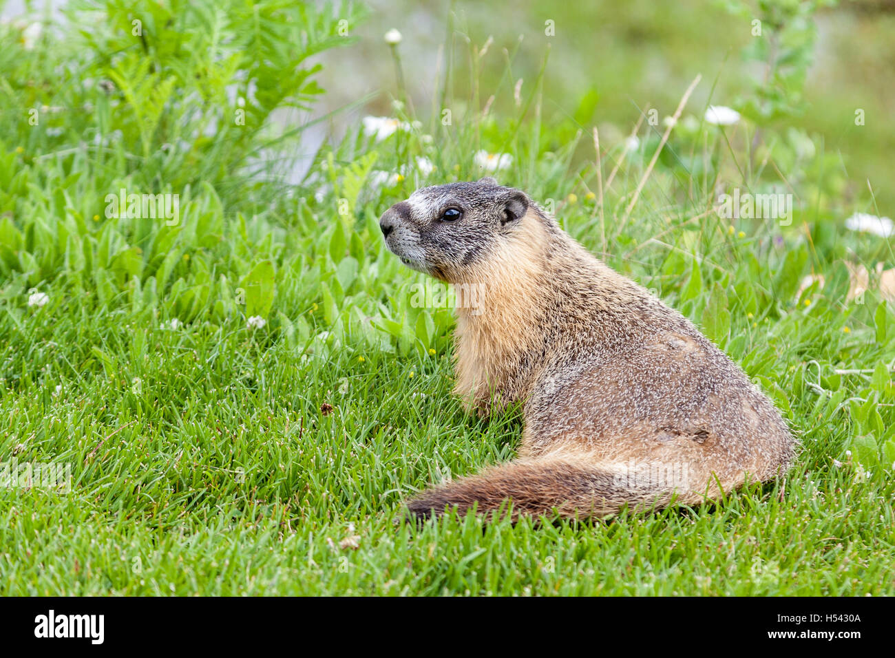 Ein hoary Murmeltier (Marmota Caligata) in den kanadischen Rocky Mountains, Alberta, Kanada. Die größten nordamerikanischen Boden Eichhörnchen, es ist ni Stockfoto