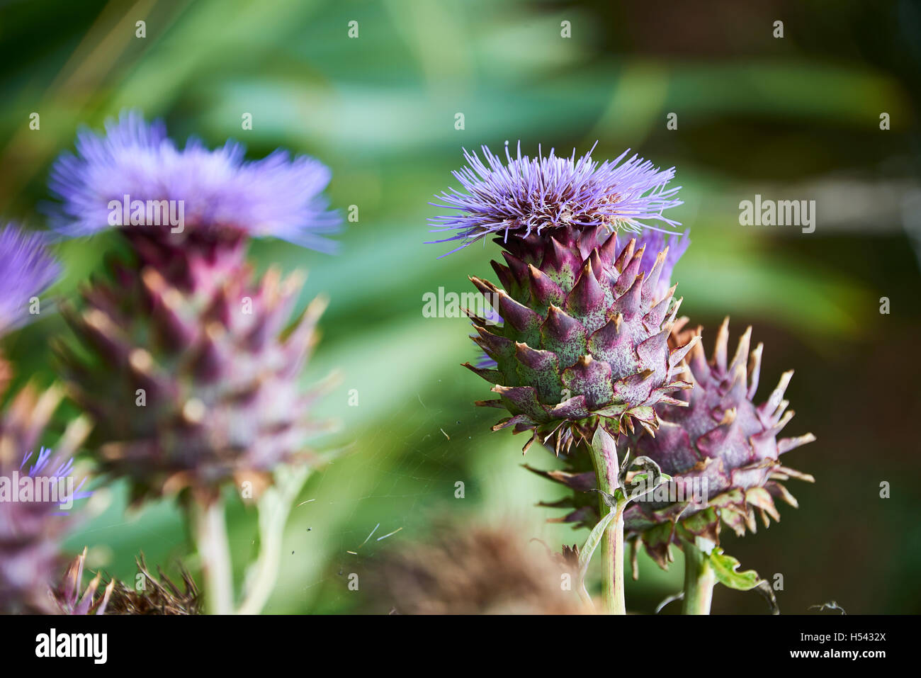 Die Karde (Cynara Cardunculus), auch genannt die Artischocke Mariendistel, Cardone, Cardoni, Carduni oder Cardi, ist eine Distel-wie plan Stockfoto