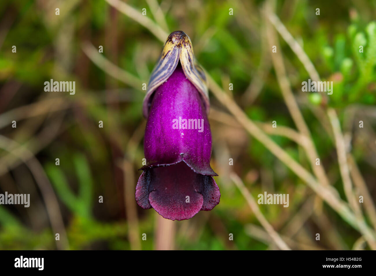 Aeginetia Indica L. ist eine Heilpflanze. Ein Großteil der Fläche ist ziemlich feucht im Wald. Stockfoto