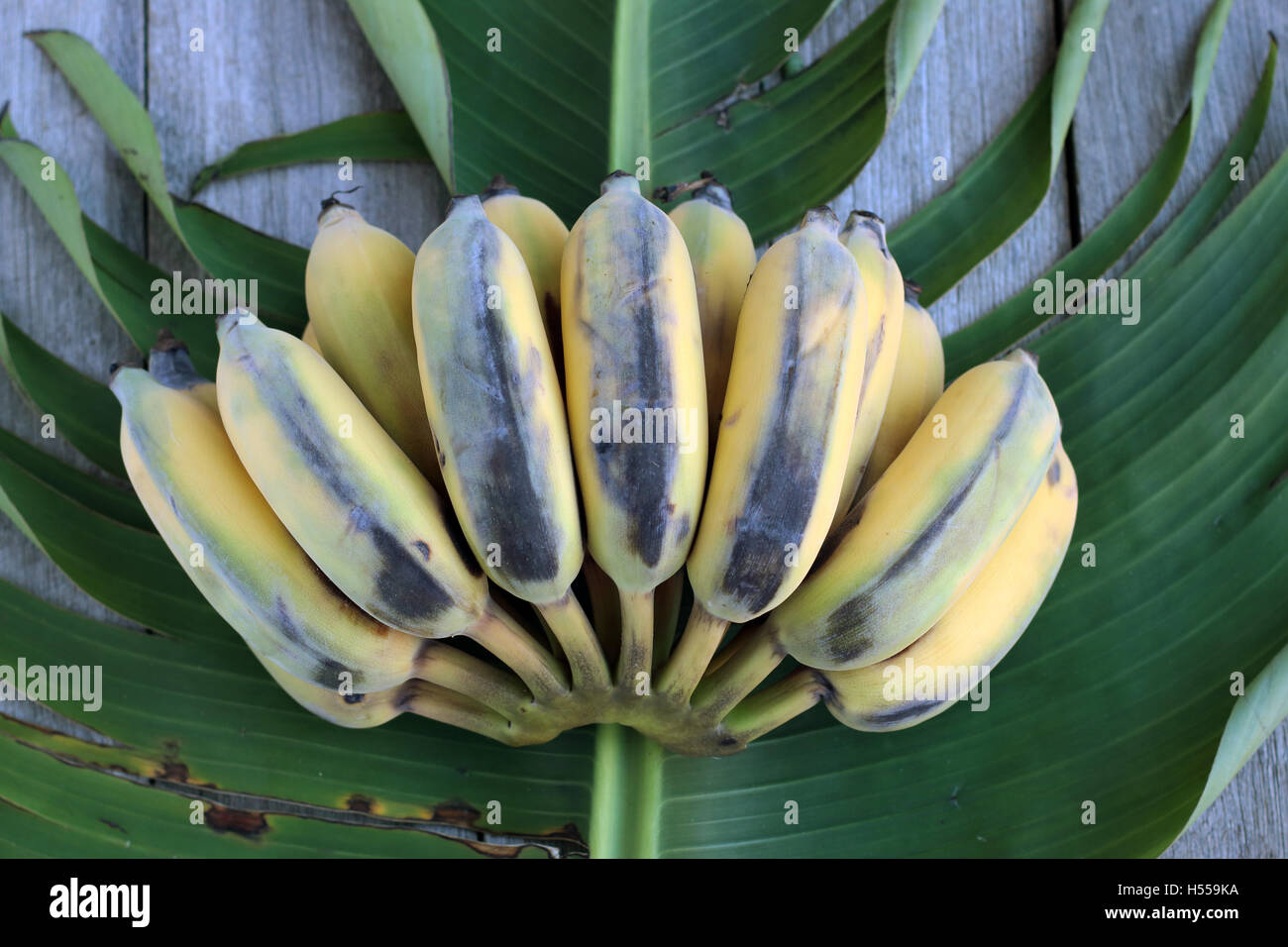 Ducasse Bananen oder auch bekannt als Zucker Bananen auf Bananenblatt und Holzbrett Stockfoto