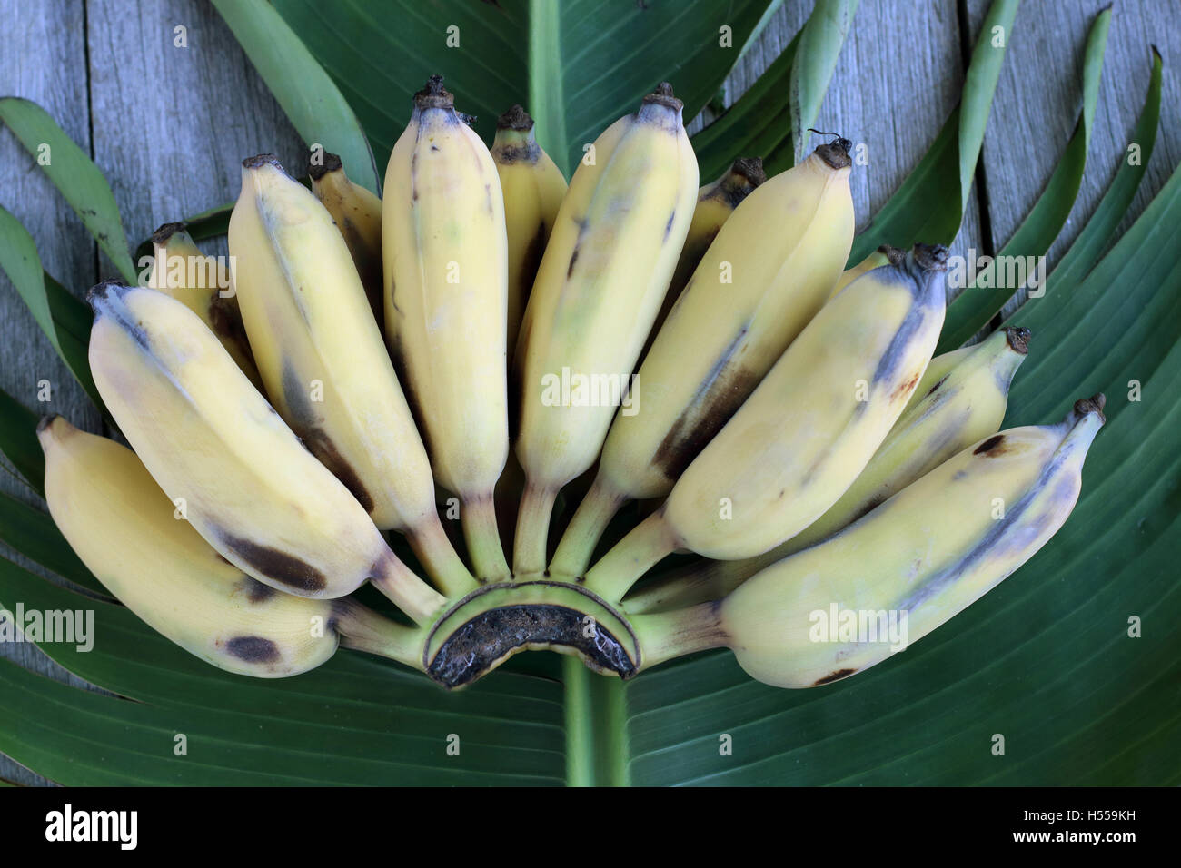 Nahaufnahme von frischen Ducasse Bananen oder auch bekannt als Zucker Bananen auf Bananenblatt und Holzbrett Stockfoto