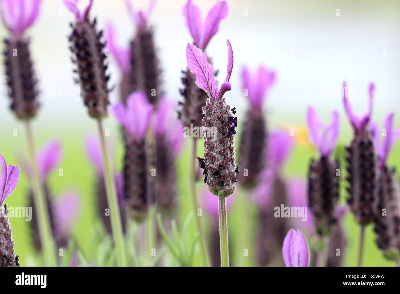 Lavandula Stoechas oder "Winter lila" Lavendel in voller Blüte Stockfoto