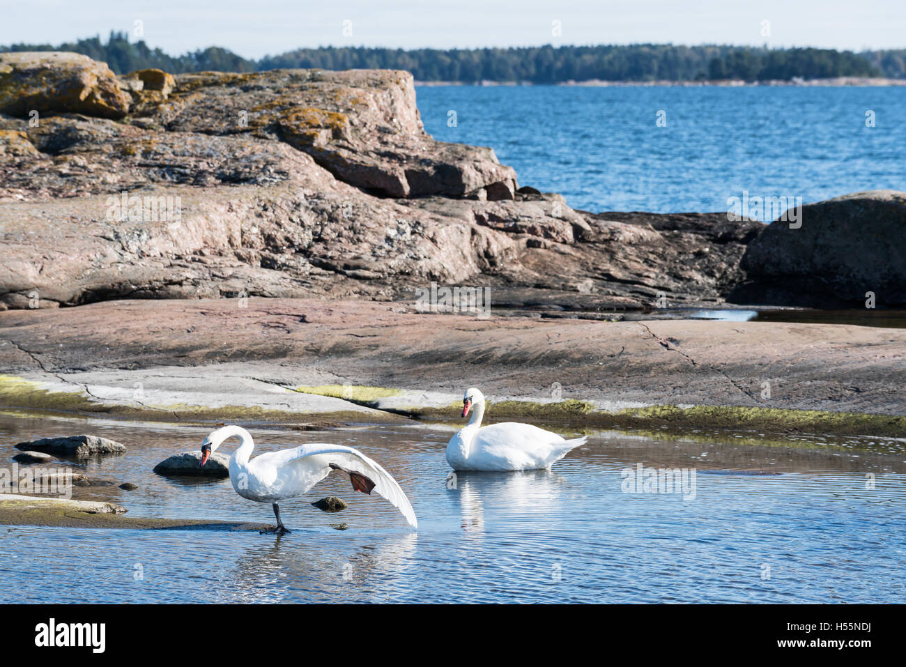 Ein Schwan, stretching, Espoo, Finnland, Europa, EU Stockfoto