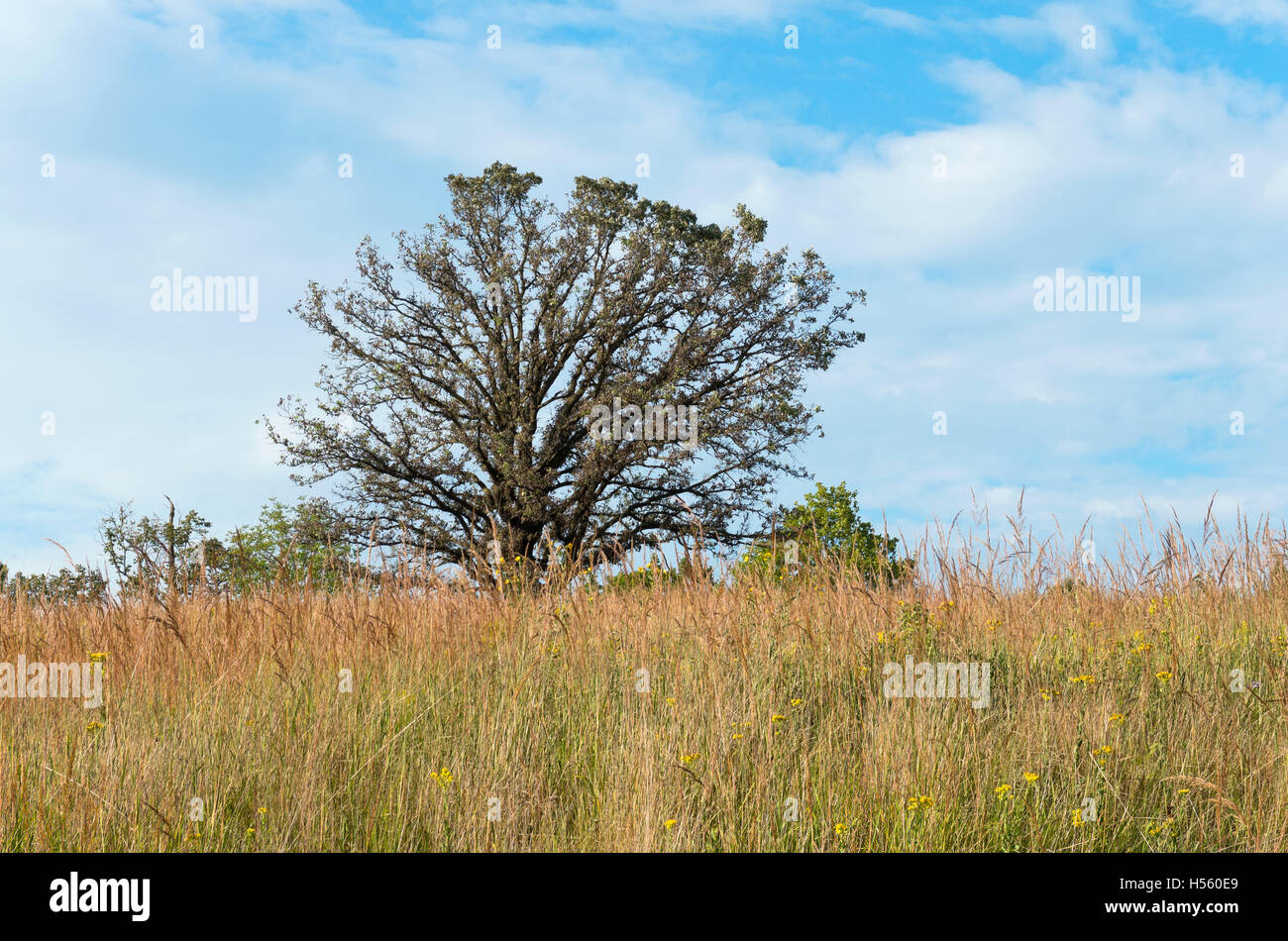 Eiche hohen Gräsern und Blumen Prärielandschaften in Chaska minnesota Stockfoto