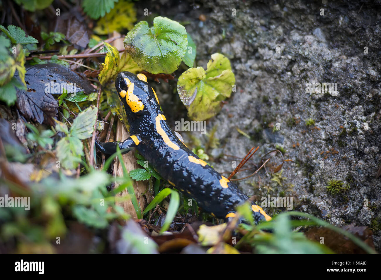 Salamander Stockfoto