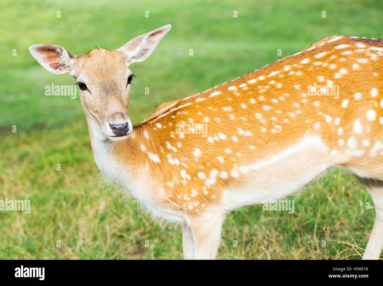 Junges Reh Hind umzusehen. Stockfoto