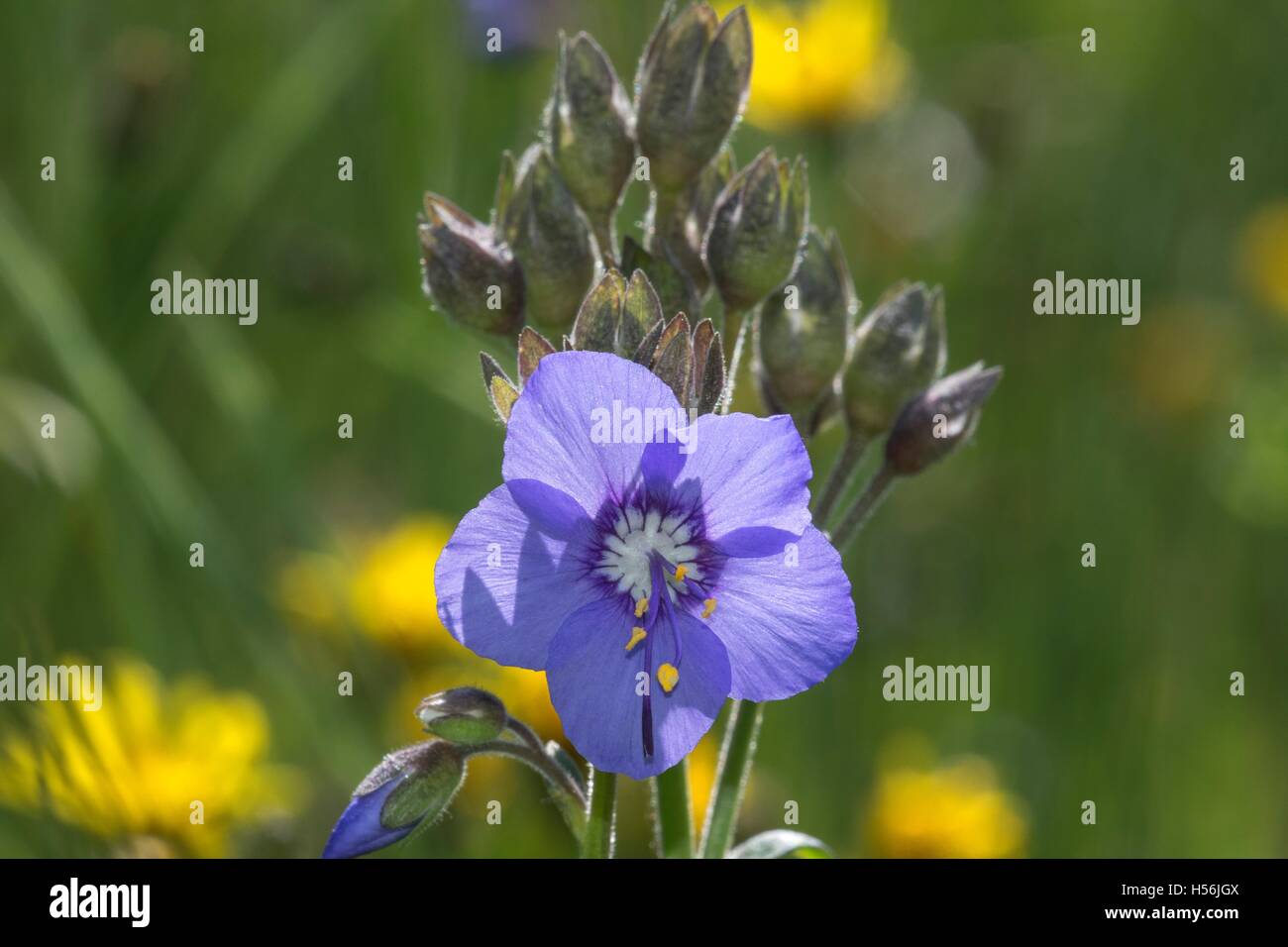 Die Jakobsleiter, Griechisch Baldrian (Polemonium Caeruleum), einzelne Blume, Baden-Württemberg, Deutschland Stockfoto