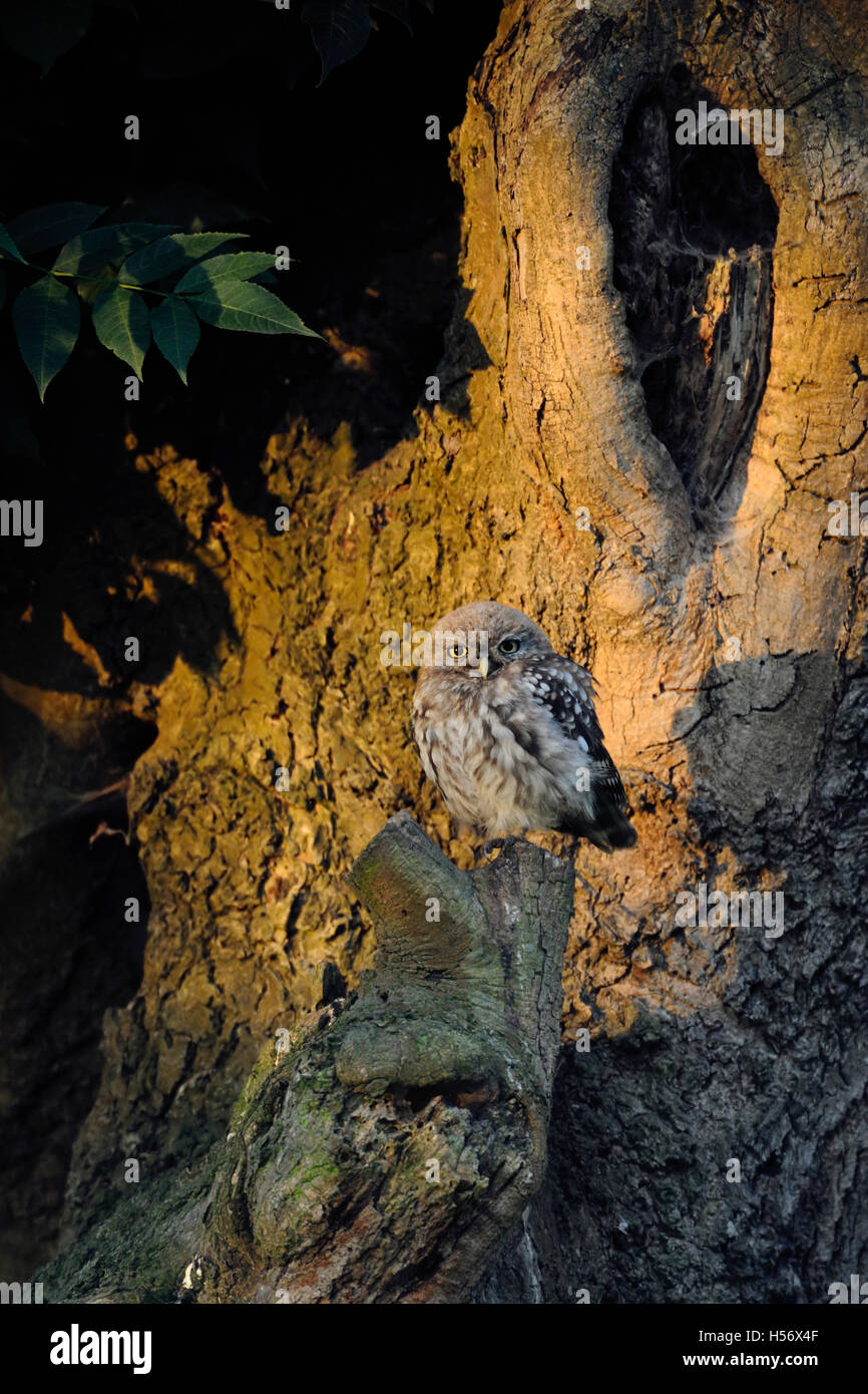Little Eulen / Minervas Eulen ( Athene noctua ), sitzen an seinem Lieblingsplatz in einem alten Baum, genießen das erste Morgenlicht, Tierwelt, Europa. Stockfoto