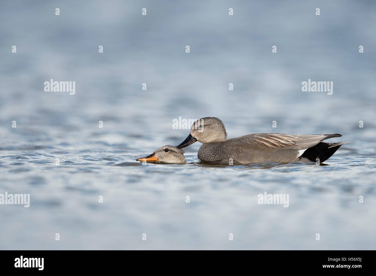 Gadwall Ente / Schnatterente ( Anas strepera ) männlich und weiblich, Paar, Paar, Paare, Paarung beim Schwimmen auf dem Wasser, Tierwelt, Europa. Stockfoto