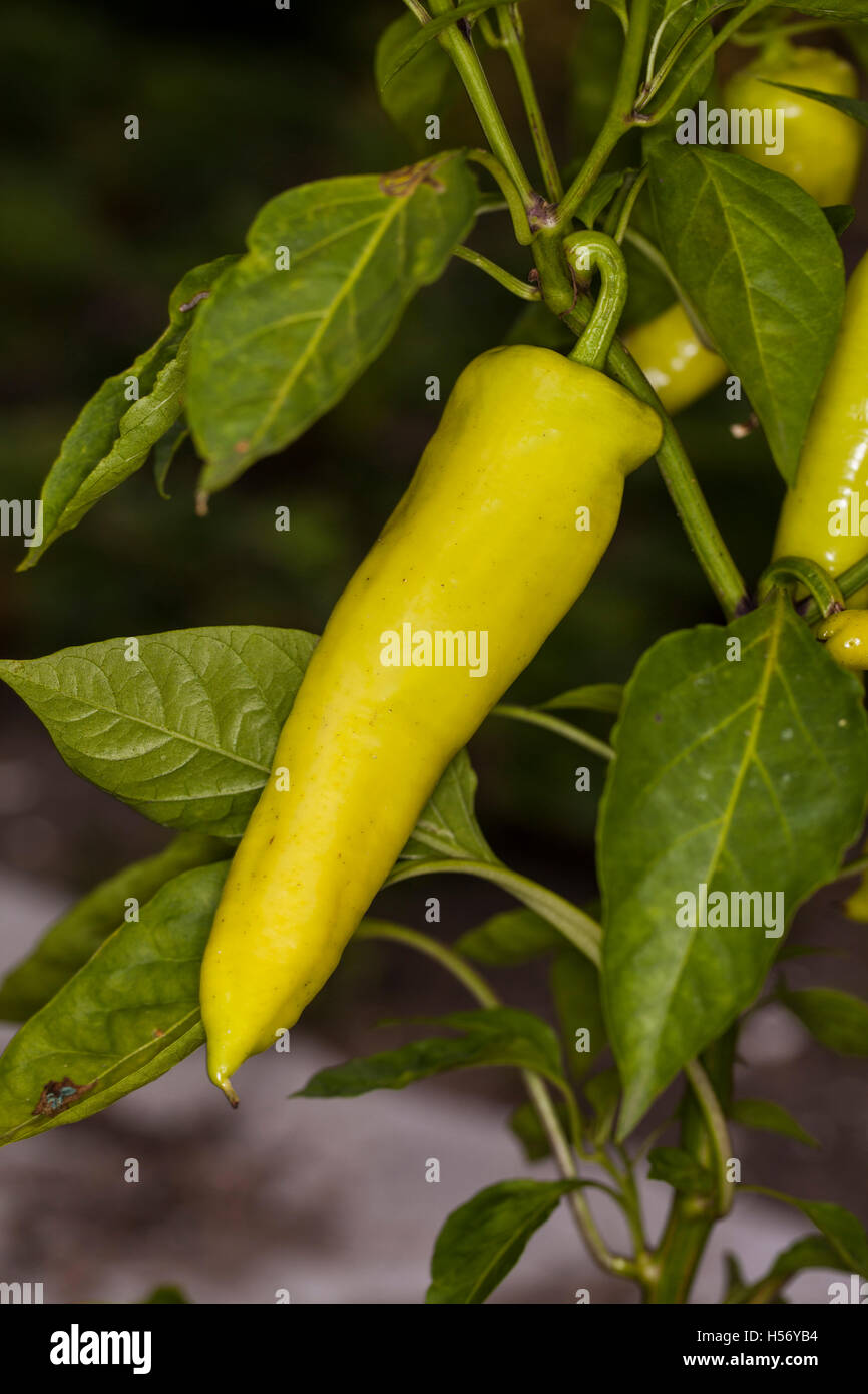 junge grüne Paprika am Rebstock wächst Stockfoto