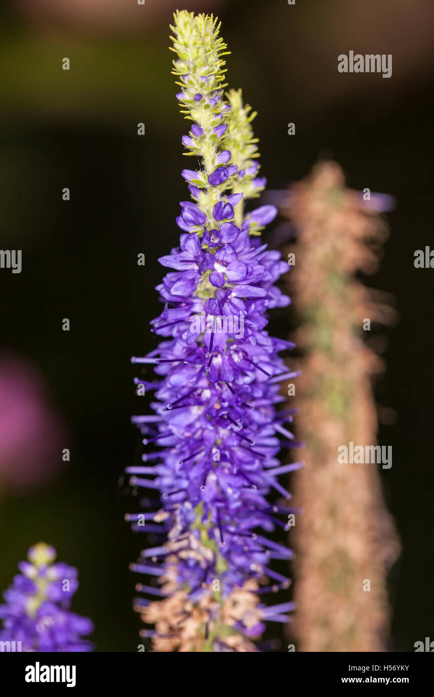 Wildform foeniculum Stockfoto