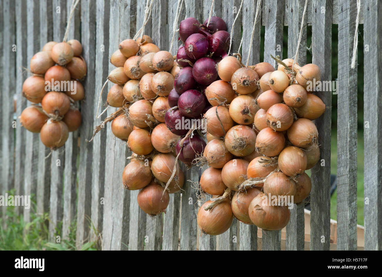 Zwiebeln auf einem hölzernen Zaun aufgehängt. UK Stockfoto