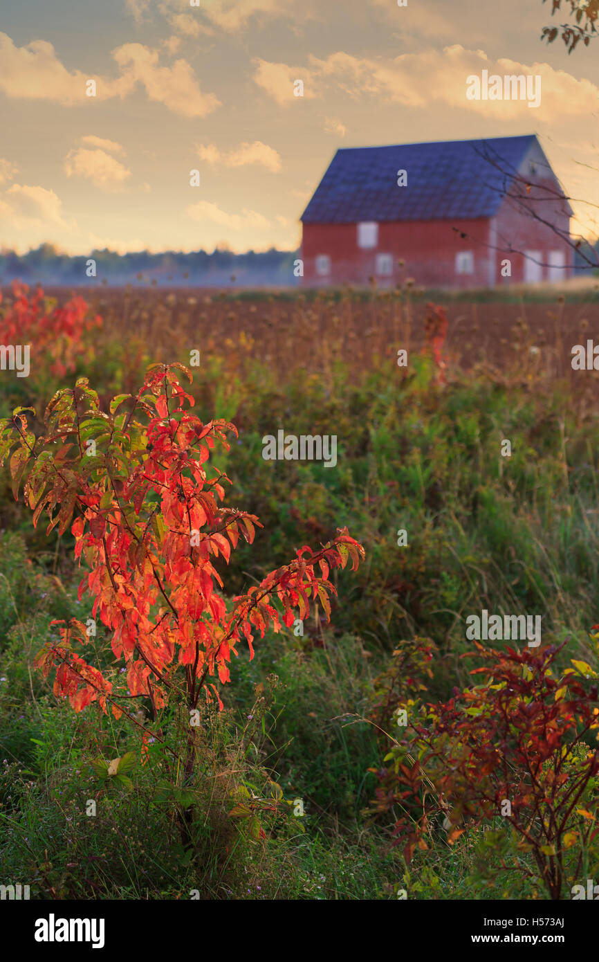 Brillante Herbstlaub von einem kleinen Stift Kirsche Baum mit Scheune und gepflügtes Feld in der Ferne. Stockfoto