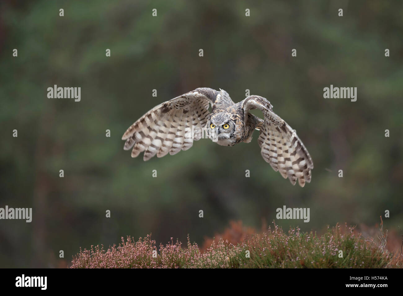 Große gehörnte Eule / Tiger Eule (Bubo Virginianus) in mächtige Flug vor den Rand eines Waldes auf einer Lichtung Jagd. Stockfoto