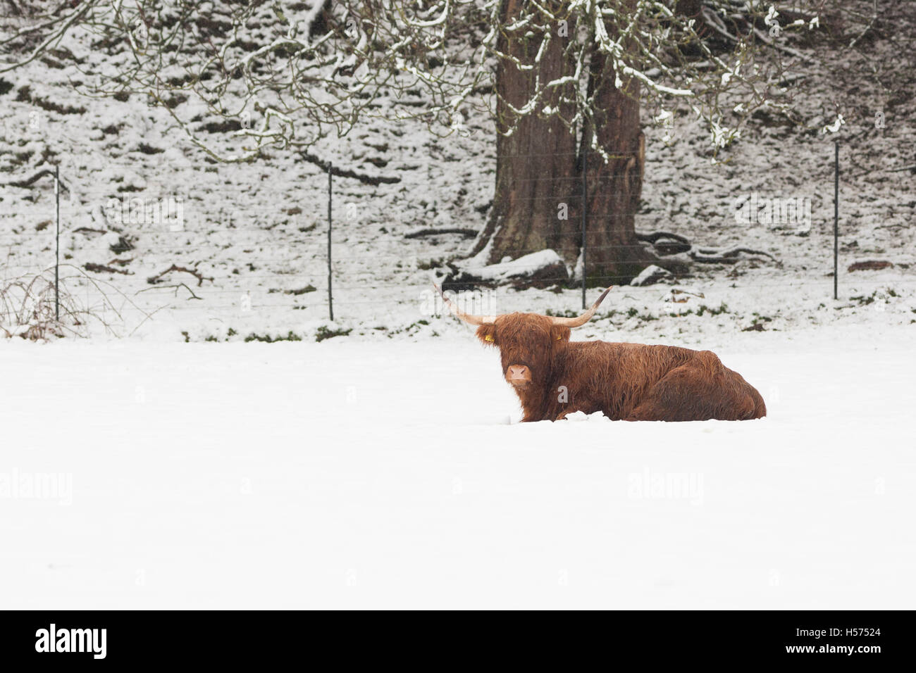 Highland Kuh liegen im Schnee Stockfoto