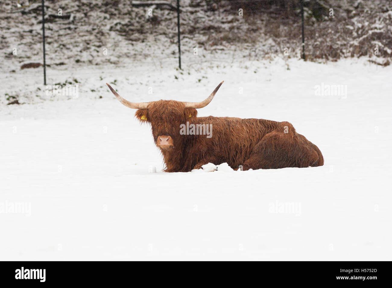 Highland Kuh liegen im Schnee Stockfoto