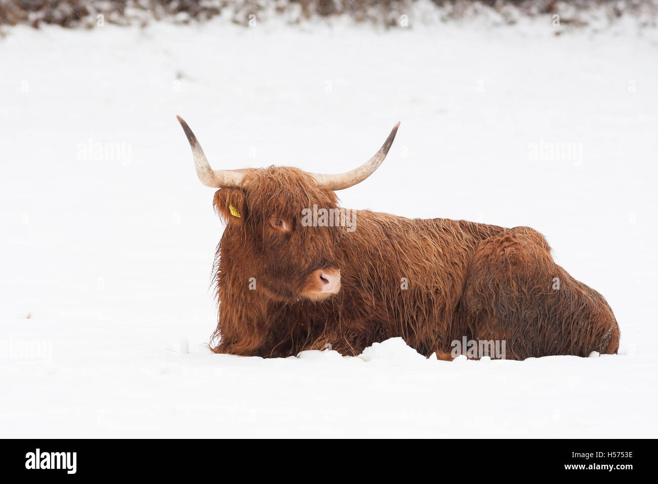 Highland Kuh liegen im Schnee Stockfoto