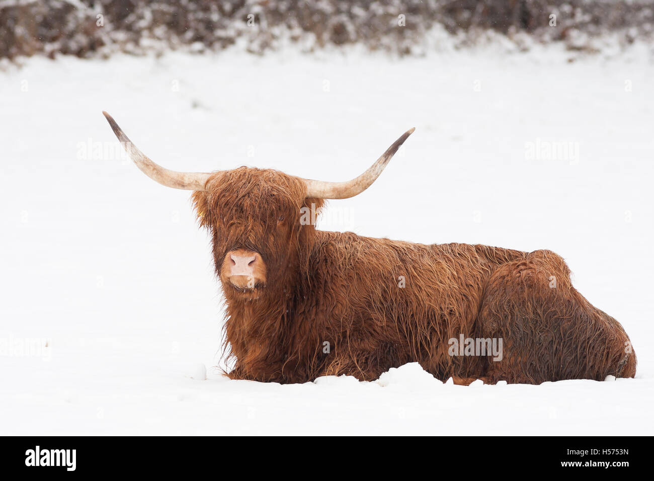 Highland Kuh liegen im Schnee Stockfoto