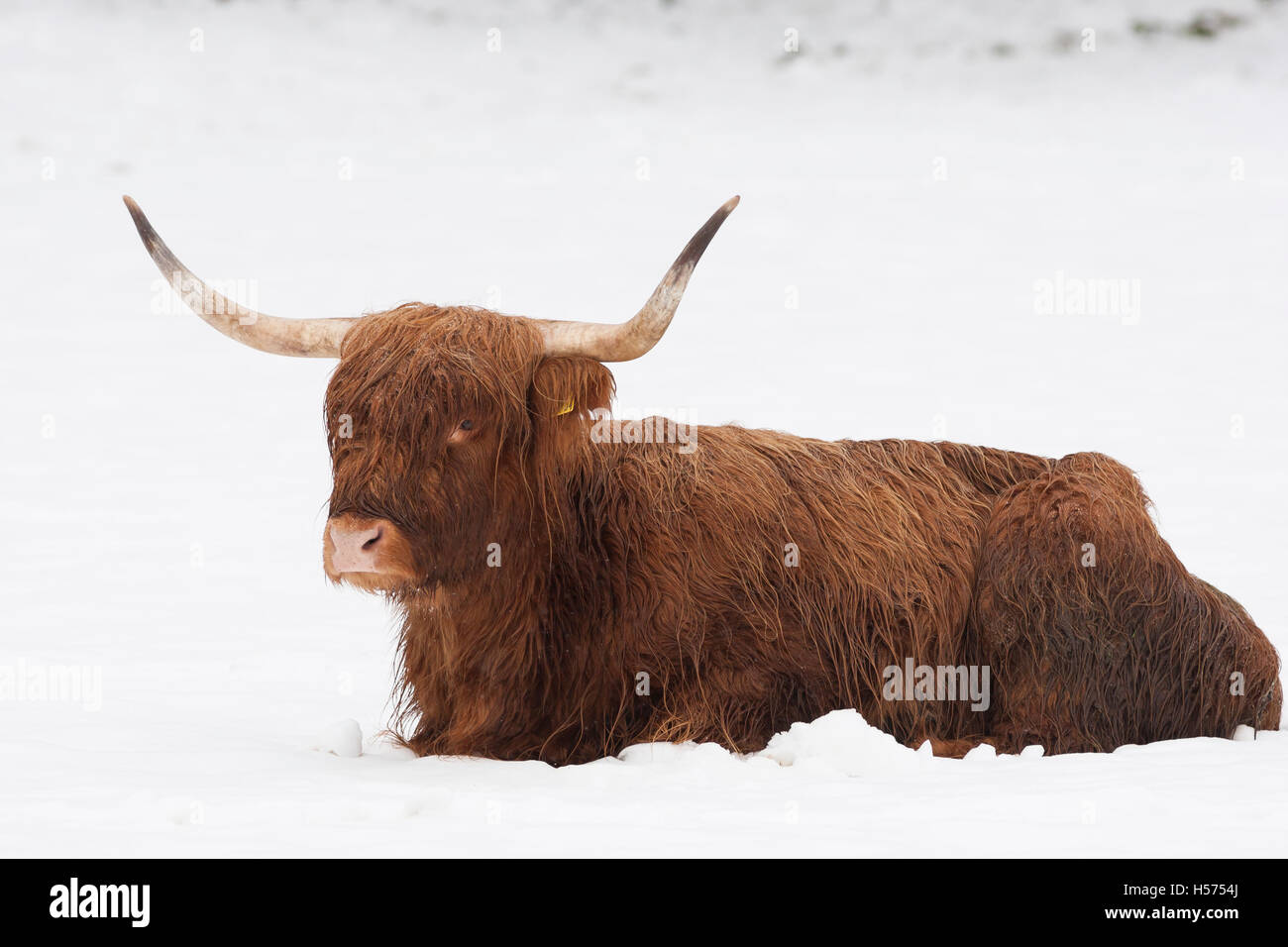 Highland Kuh liegen im Schnee Stockfoto