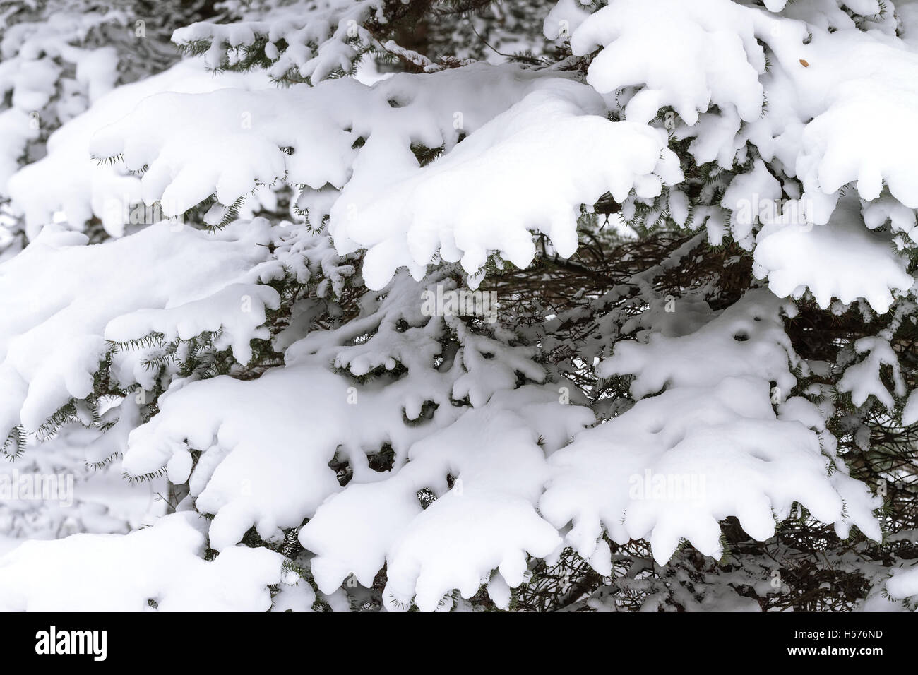Winter mit Schnee bedeckt Äste Stockfoto