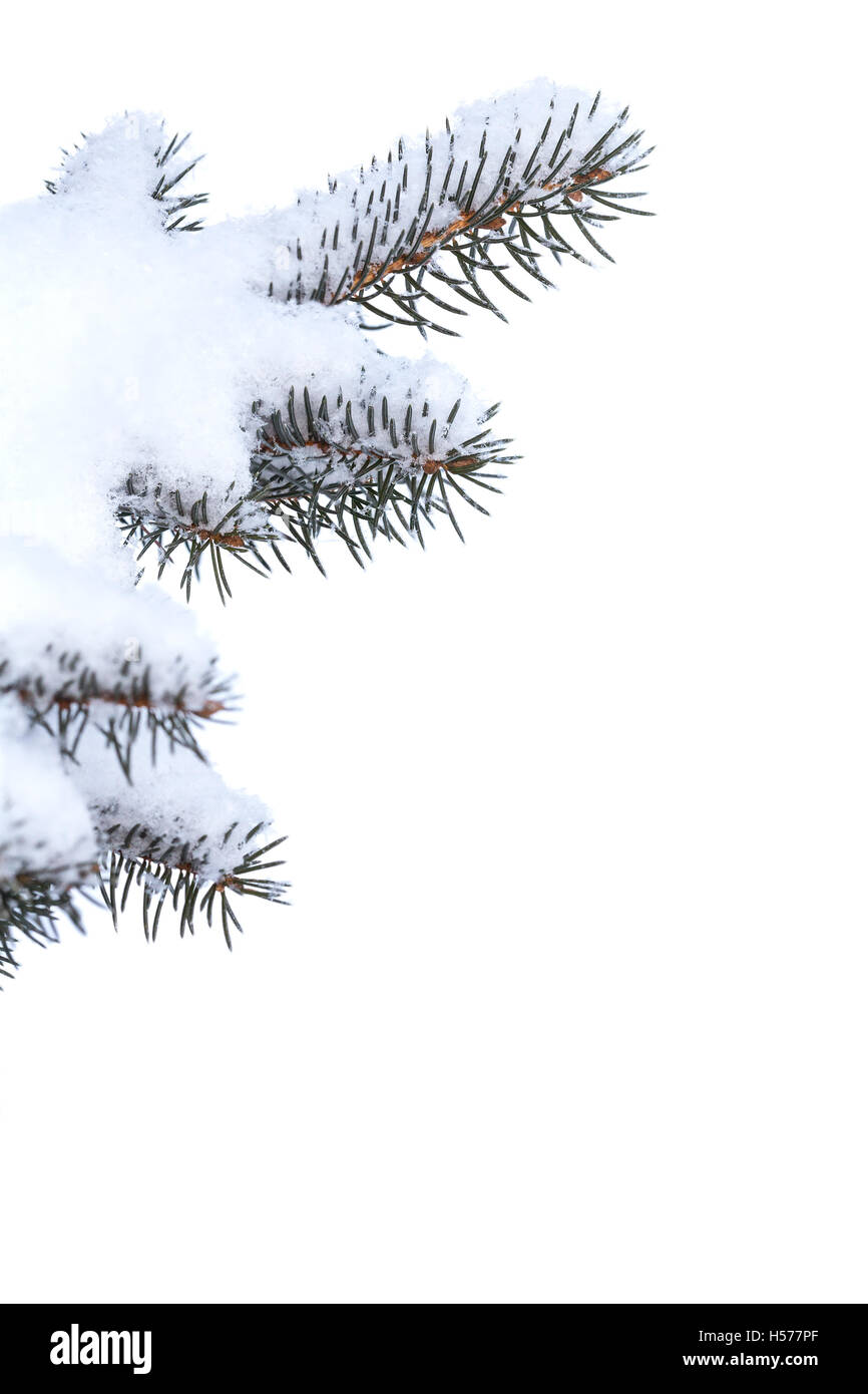 Winter Baum Tannenzweigen unter Schnee Stockfoto