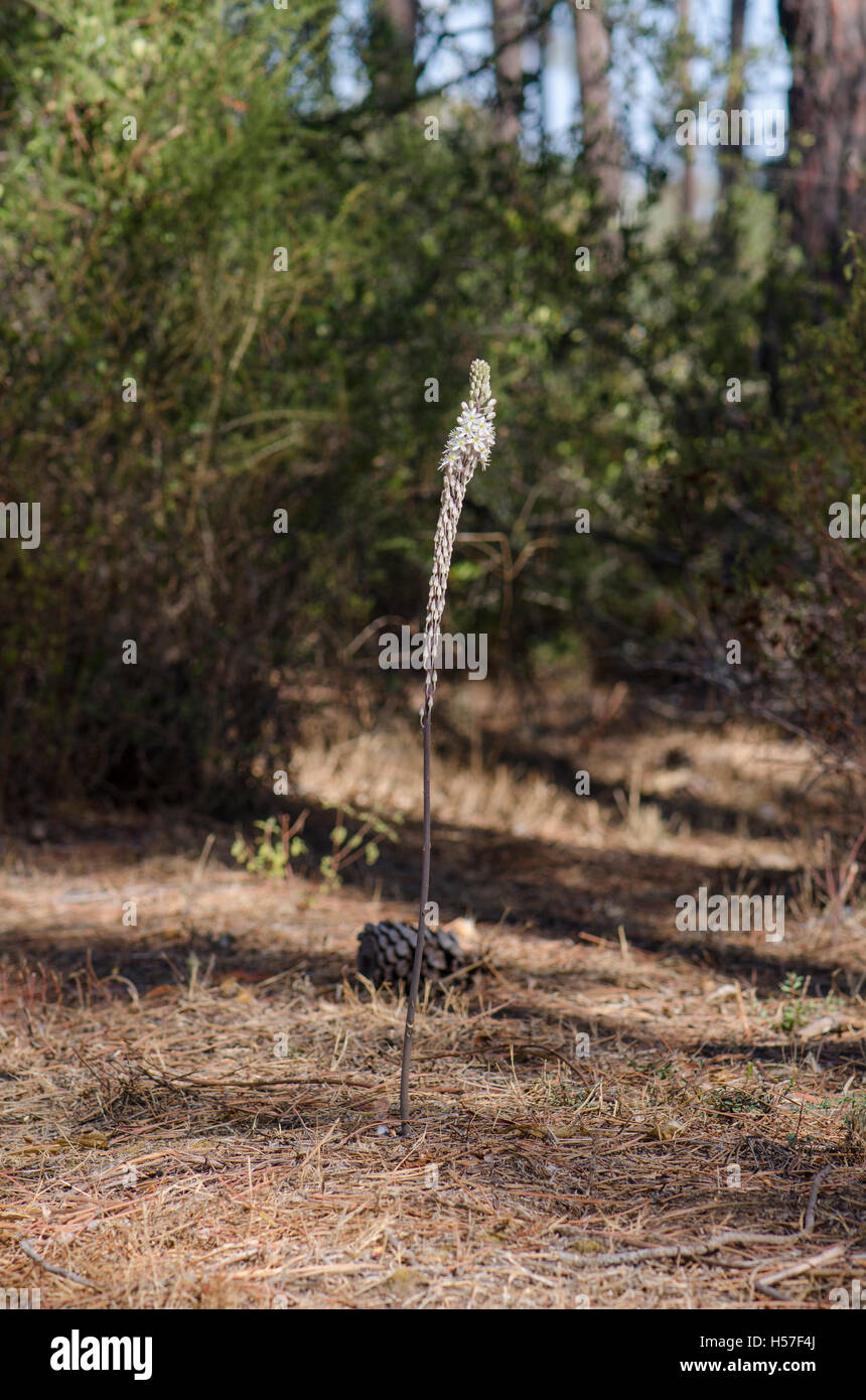 Drimia Maritima, Meer Blaustern, Meer Zwiebel, Pflanzen in Blüte, Andalusien, Spanien. Stockfoto