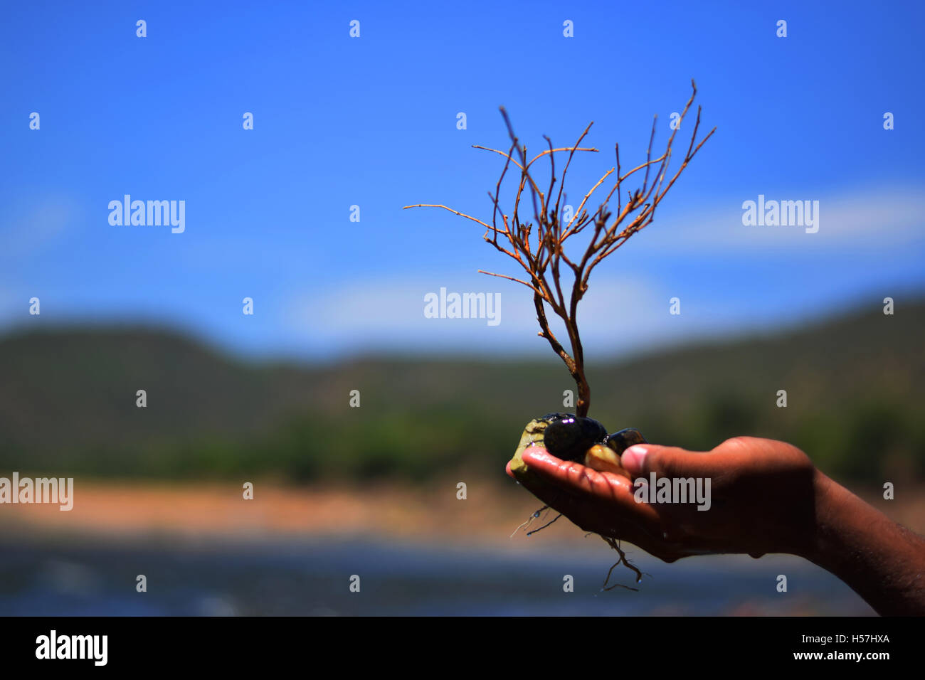 sparen Sie ein, wenn Bäume Nachricht mit Baumstruktur in eine Hand mit einem Hintergrund der blaue See, umgeben von Wald Stockfoto