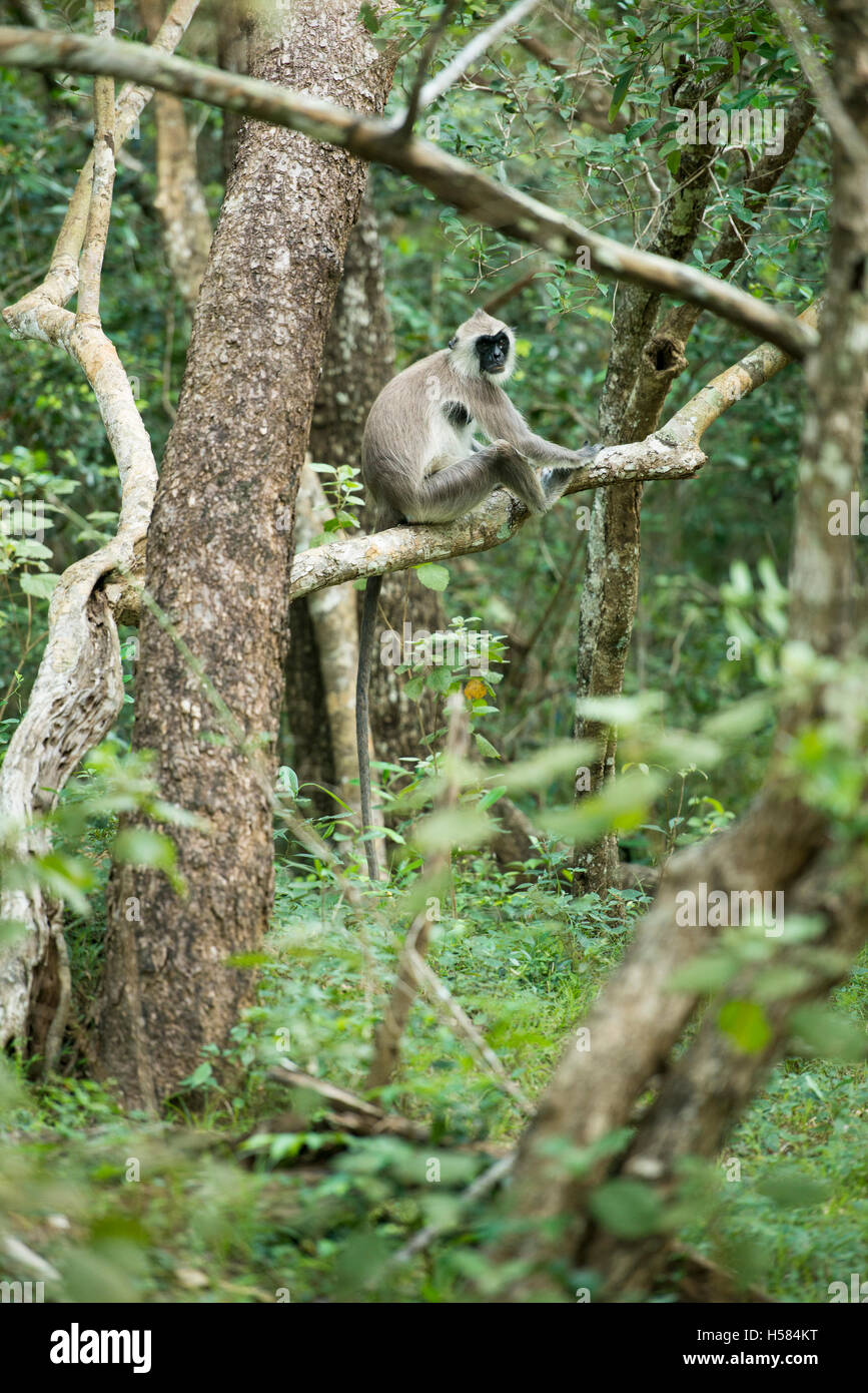 Graue Languren, Semnopithecus Priamos Wilpattu Nationalpark, Sri Lanka Stockfoto