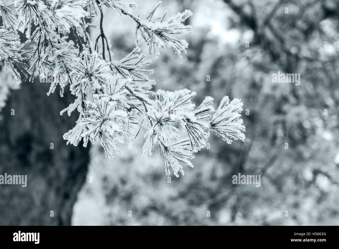 Zweige der Fichte Winter Baum mit Schnee bedeckt Stockfoto