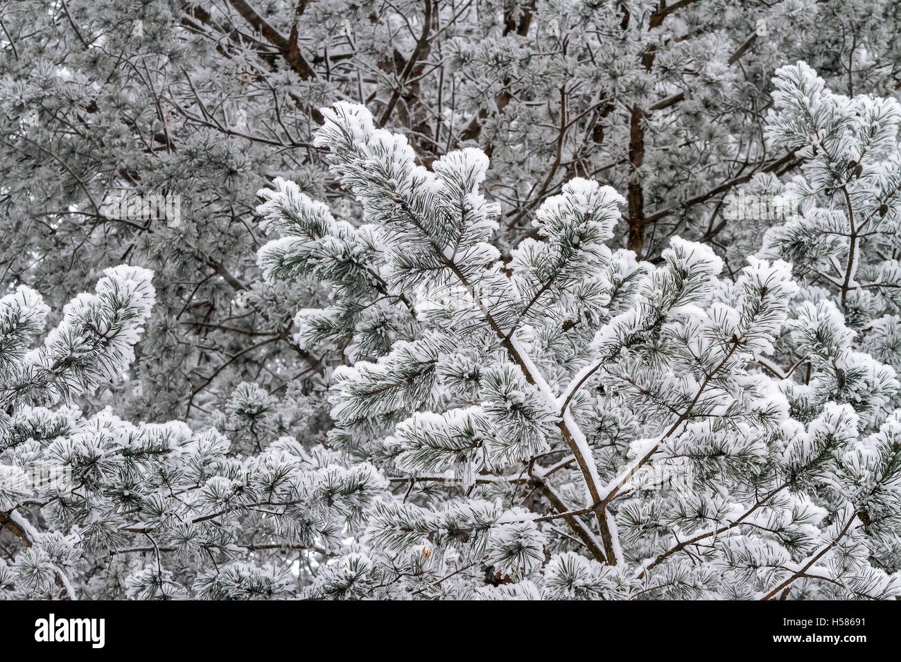 Baum Tannenzweigen bedeckt mit Schnee Stockfoto
