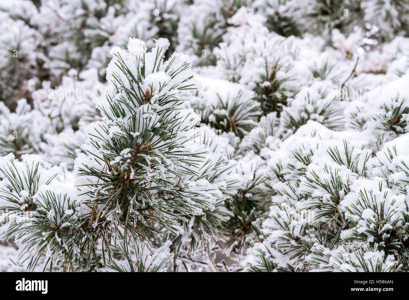 Winter Fichte Zweige mit flauschigen Schnee bedeckt Stockfoto