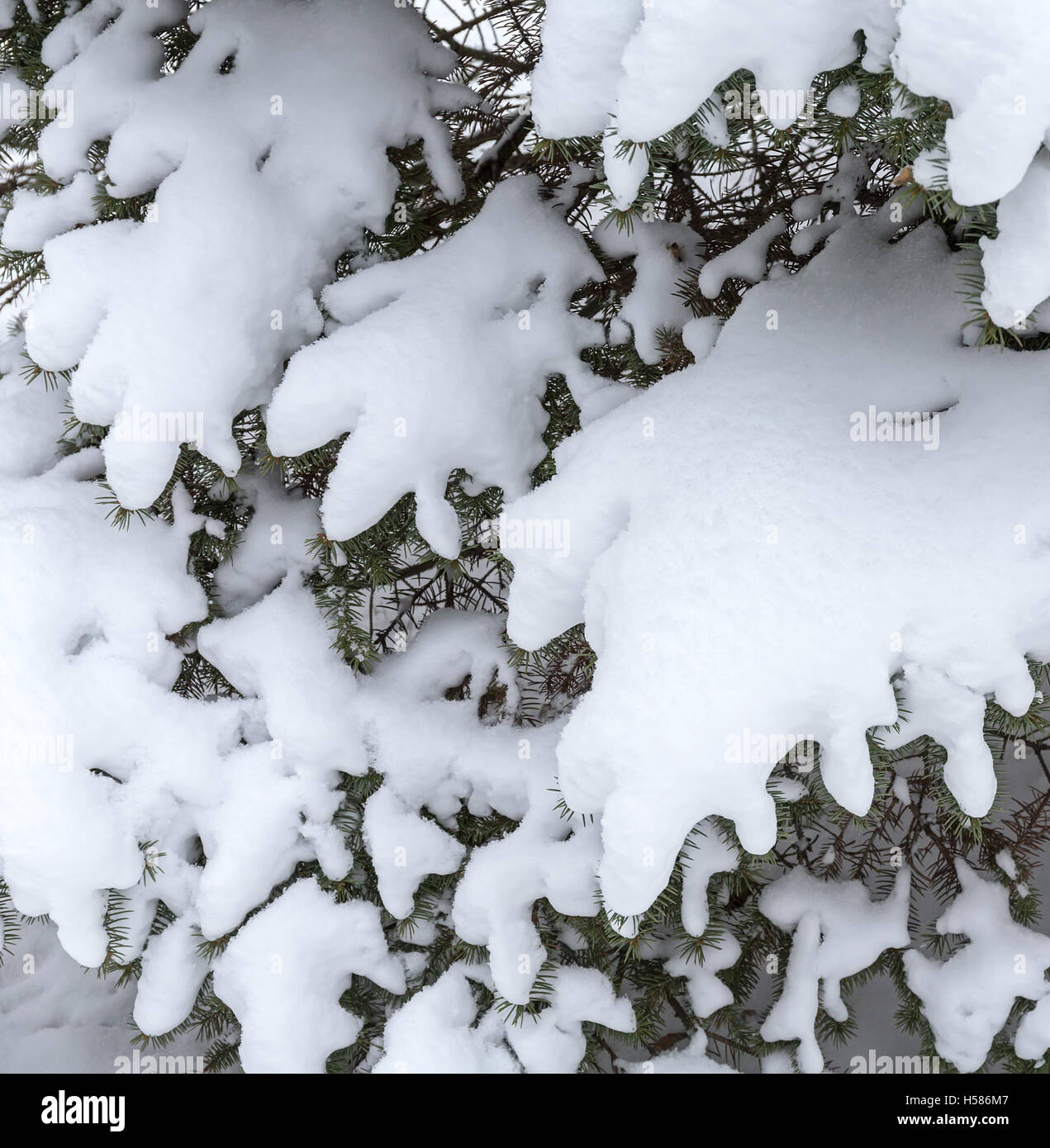 Immergrüne Tanne im Winter mit Neuschnee bedeckt. Stockfoto