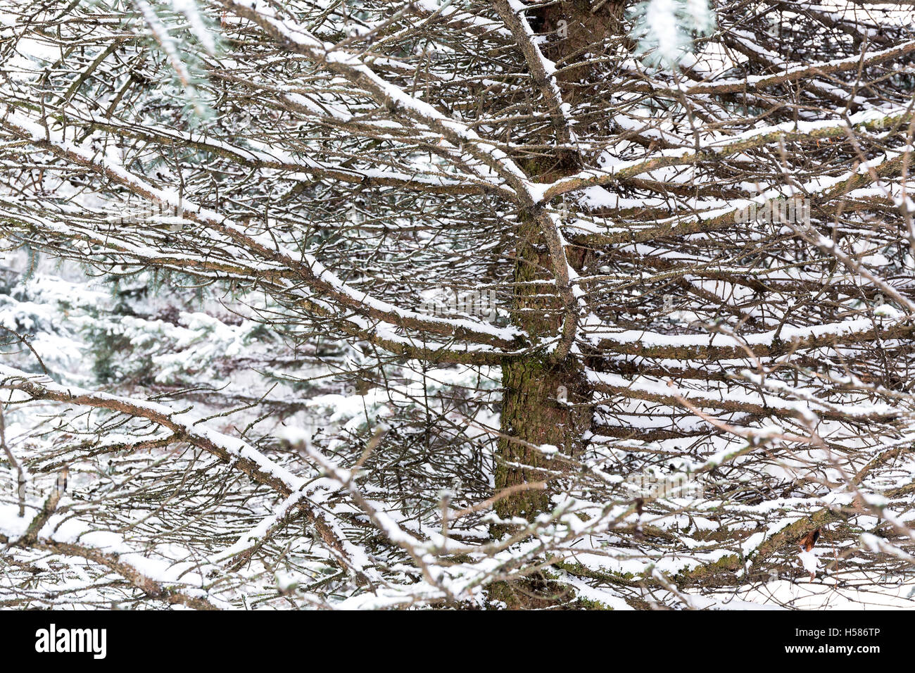 Zweige der Tanne mit Schnee bedeckt Stockfoto