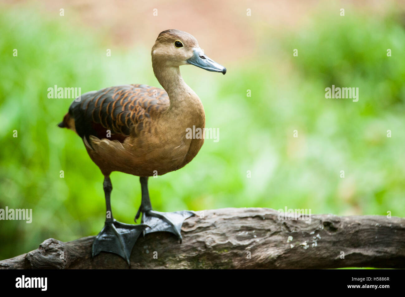 Geringerem pfeifende Ente (Dendrocygna Javanica), Sri Lanka Stockfoto