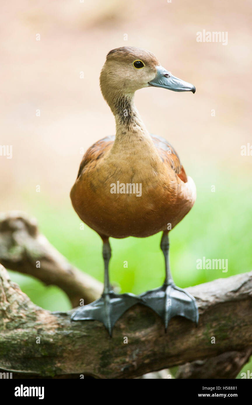 Geringerem pfeifende Ente (Dendrocygna Javanica), Sri Lanka Stockfoto