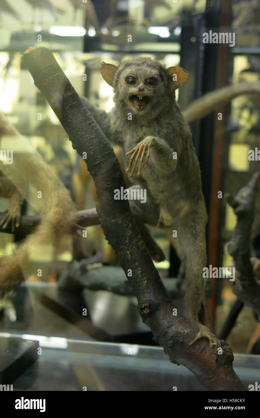 Präparatoren Display Tring Museum Stockfoto