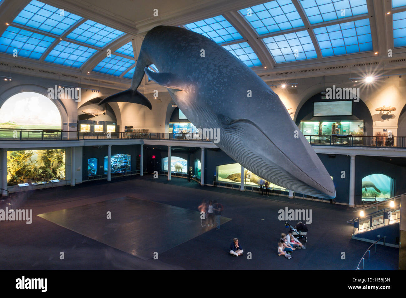 American Museum of Natural History, New York Stockfoto