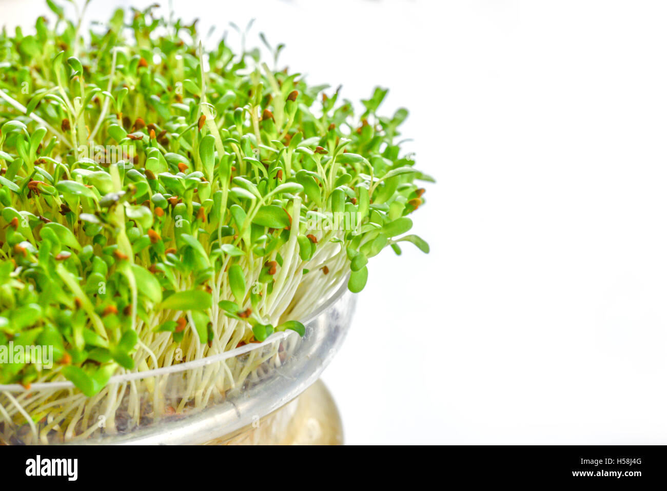 Frischen Sprossen der Luzerne auf weißem Hintergrund Stockfoto