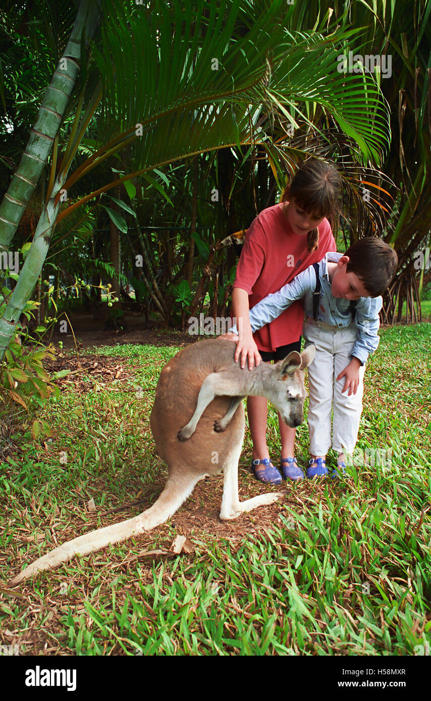 Zwei junge Kinder streicheln eines zahmen Kängurus Orchid Valley, Little Mulgrave, Queensland, Australien.  MODEL RELEASED Stockfoto