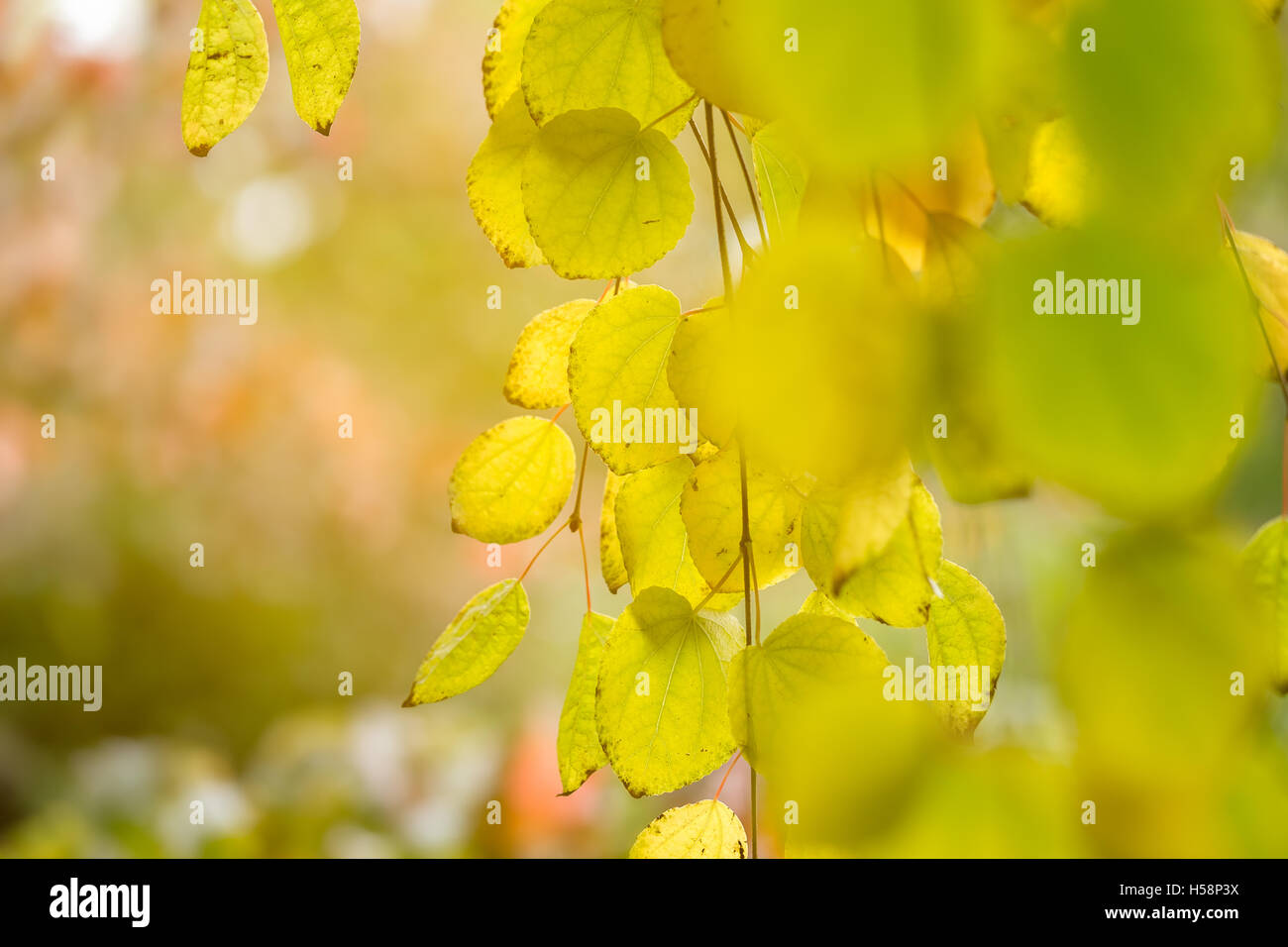 Herbst Hintergrund Stockfoto