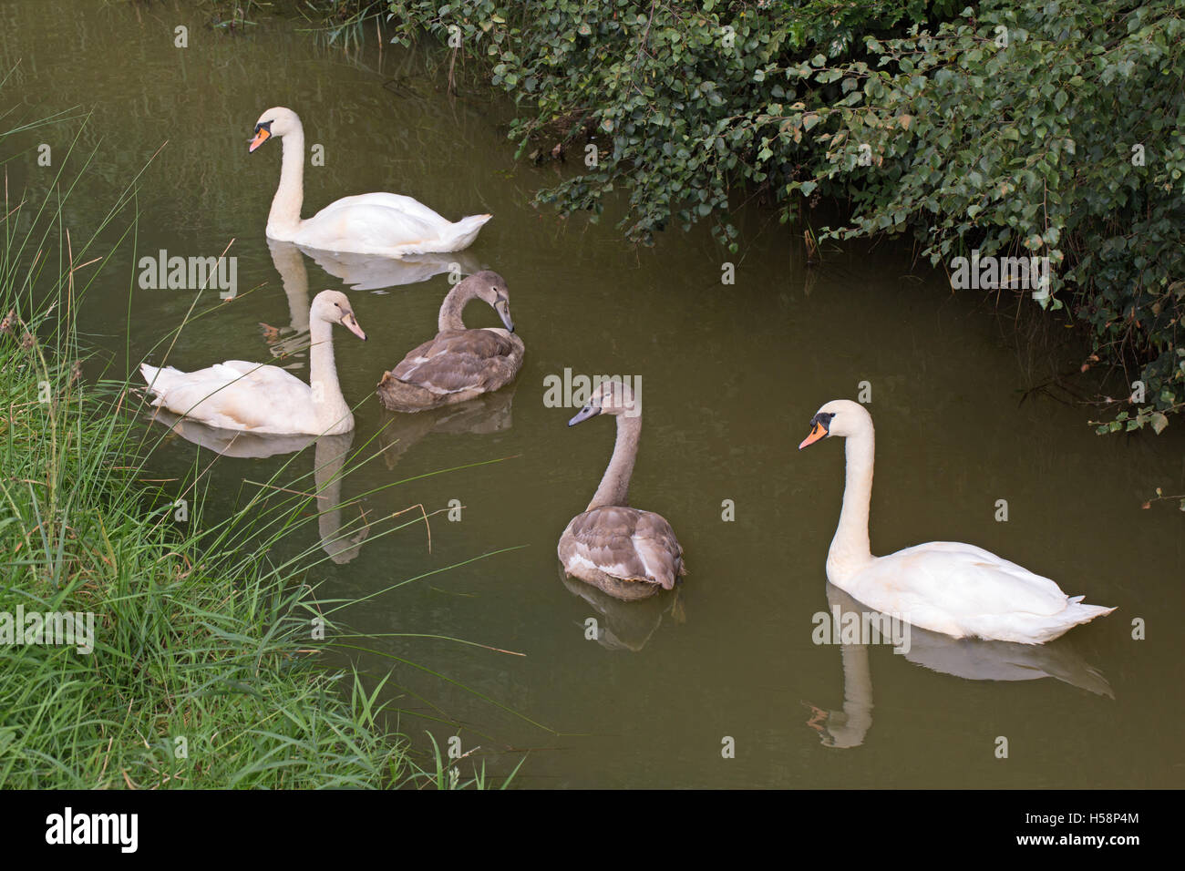 Höckerschwan (Cygnus Olor). Drei, 16 Wochen alt Cygnets zwischen Elternvögel. Linken Cygnet ist der polnische Farbe Phase. Stockfoto