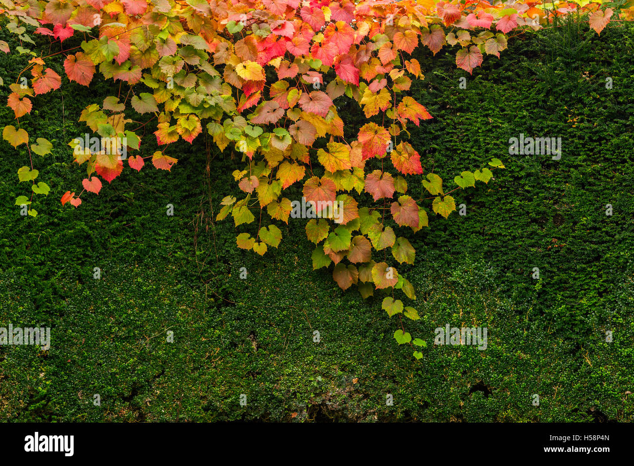 Buntes Herbstlaub auf eine Hecke im Garten Stockfoto
