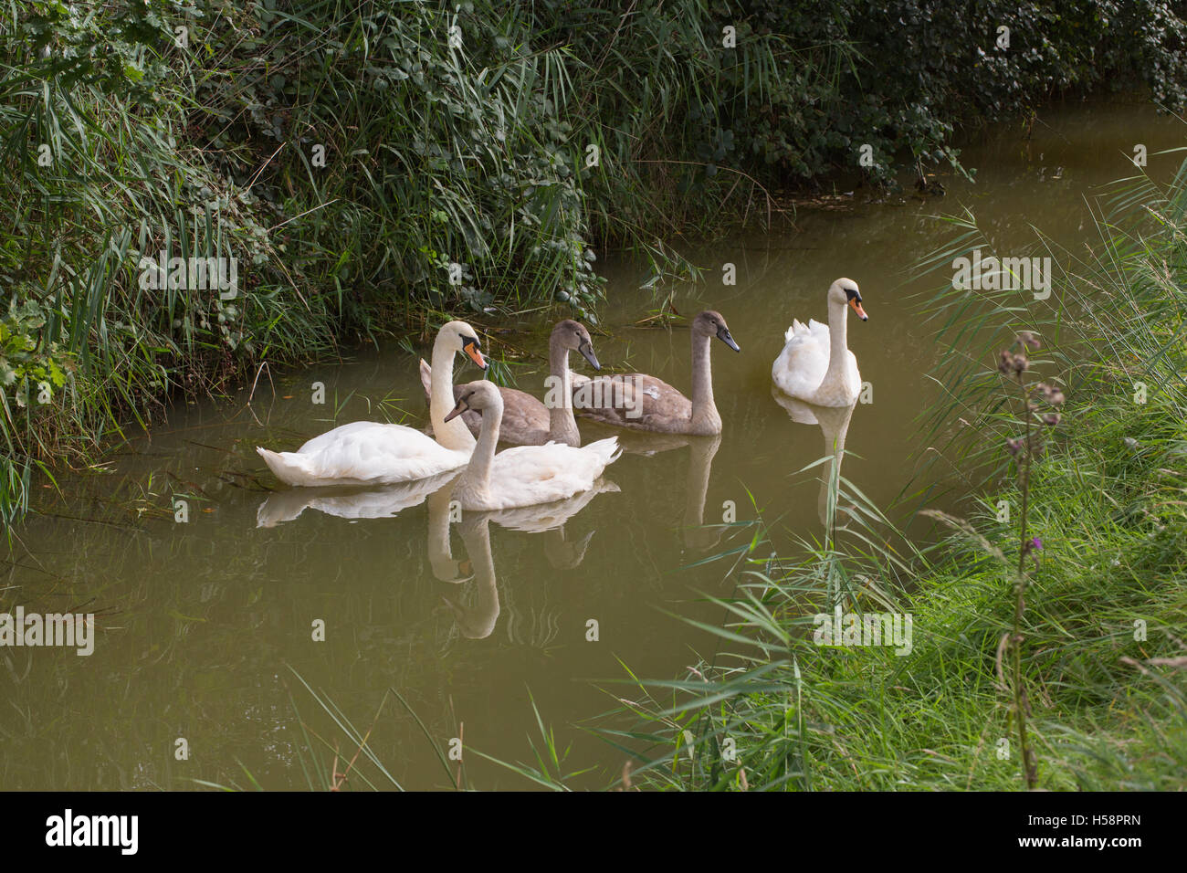 Schwan (Cygnus Olor) Familie stumm. Zweiten Vogel Links gehört zu eine Überlebende Brut von drei und der polnischen Phase ist; Leucistic. Stockfoto Schwan (Cygnus Olor) Familie stumm. Zweiten Vogel Links gehört zu eine Überlebende Brut von drei und der polnischen Phase ist; Leucistic. Stockfoto