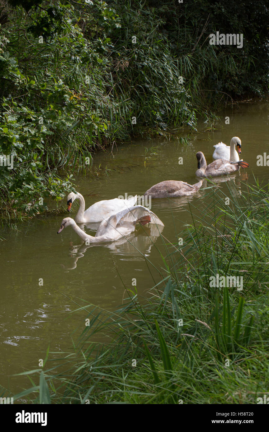 Schwan (Cygnus Olor) Familie stumm. Vorderen Vogel Flügel Fuß dehnen, ist von der polnischen Phase; Leucistic, Pigment Melanin fehlt. Stockfoto